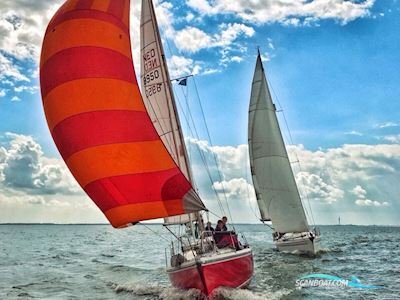 Contest 31 HT-AC Segelbåt 1975, Holland