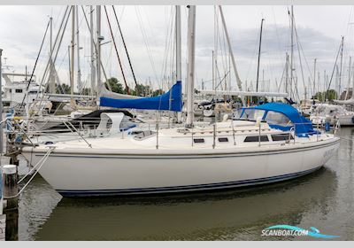 Catalina 36 Segelboot 1990, mit Universal motor, Niederlande