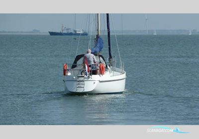 Contest 31 Segelboot 1974, Niederlande