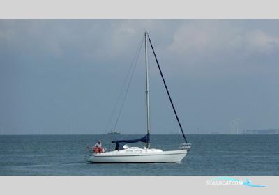 Contest 31 Segelboot 1974, Niederlande