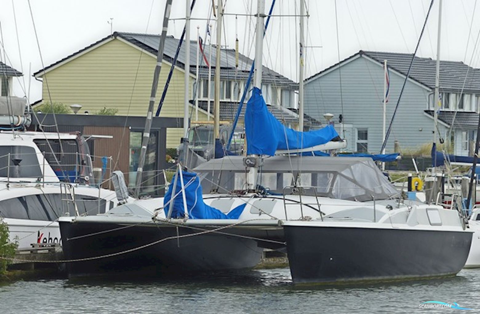 Rhebergen Havkat 31