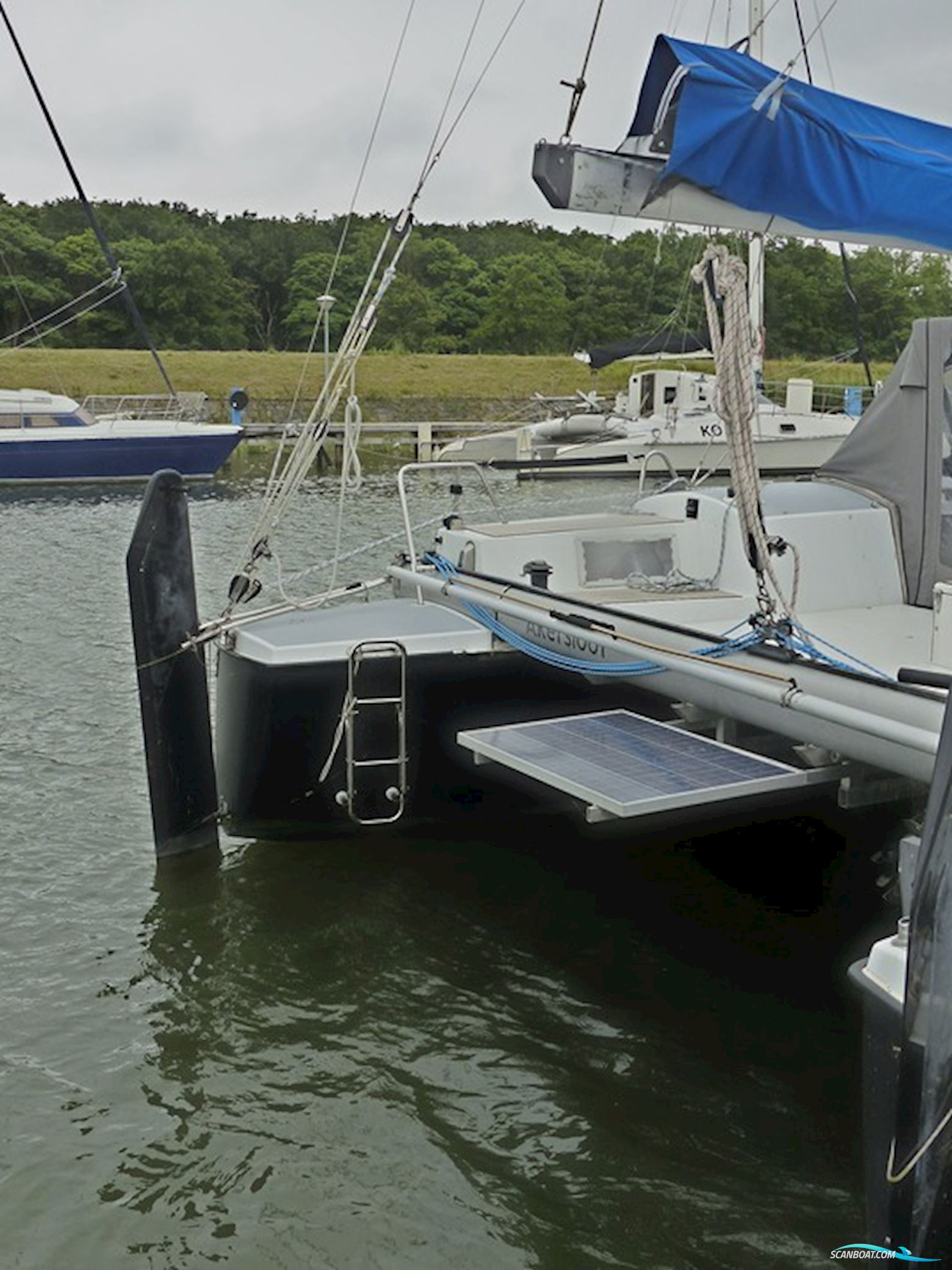 Rhebergen Havkat 31