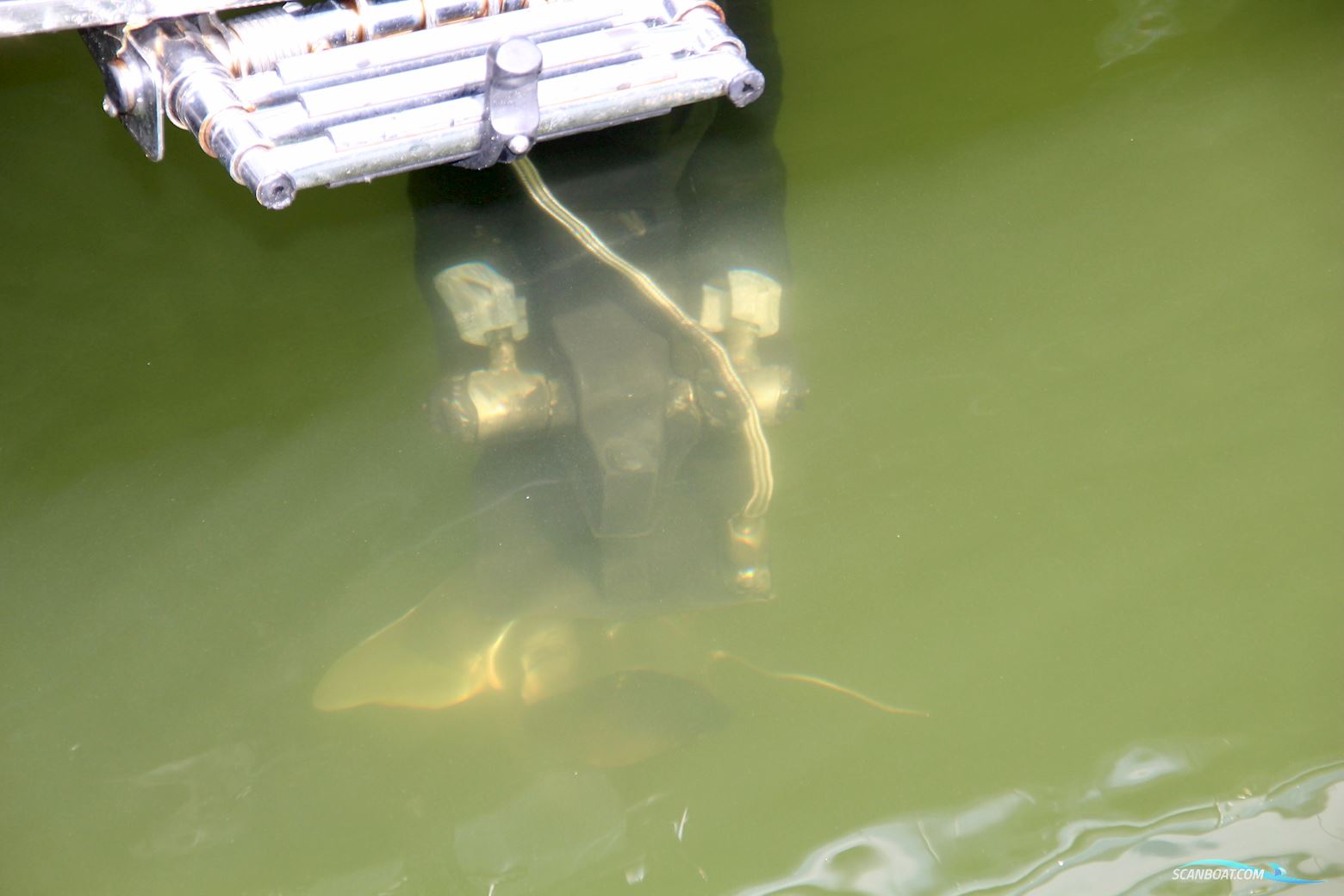 Goldfish 29 Rib Tender