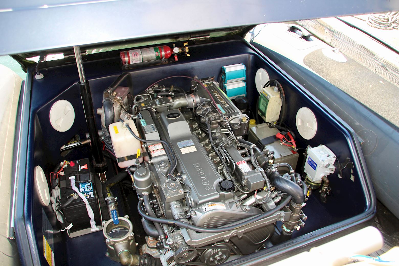 Goldfish 29 Rib Tender