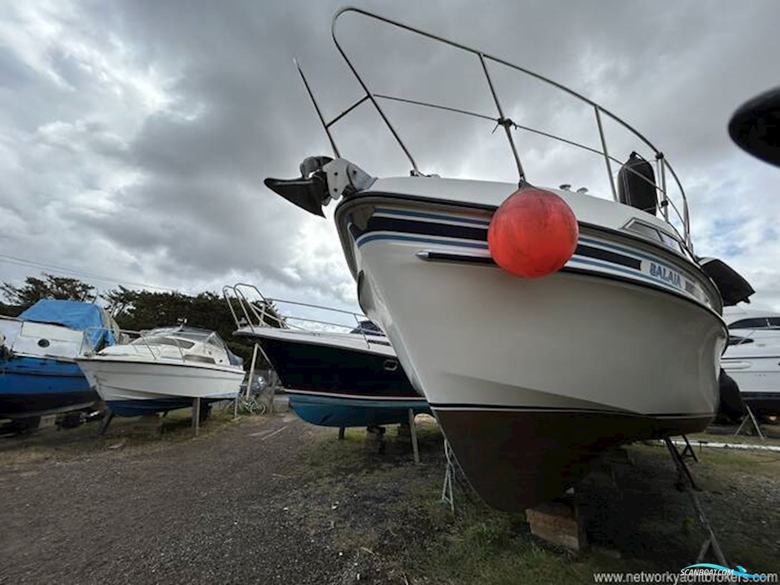 Broom Crown 37
