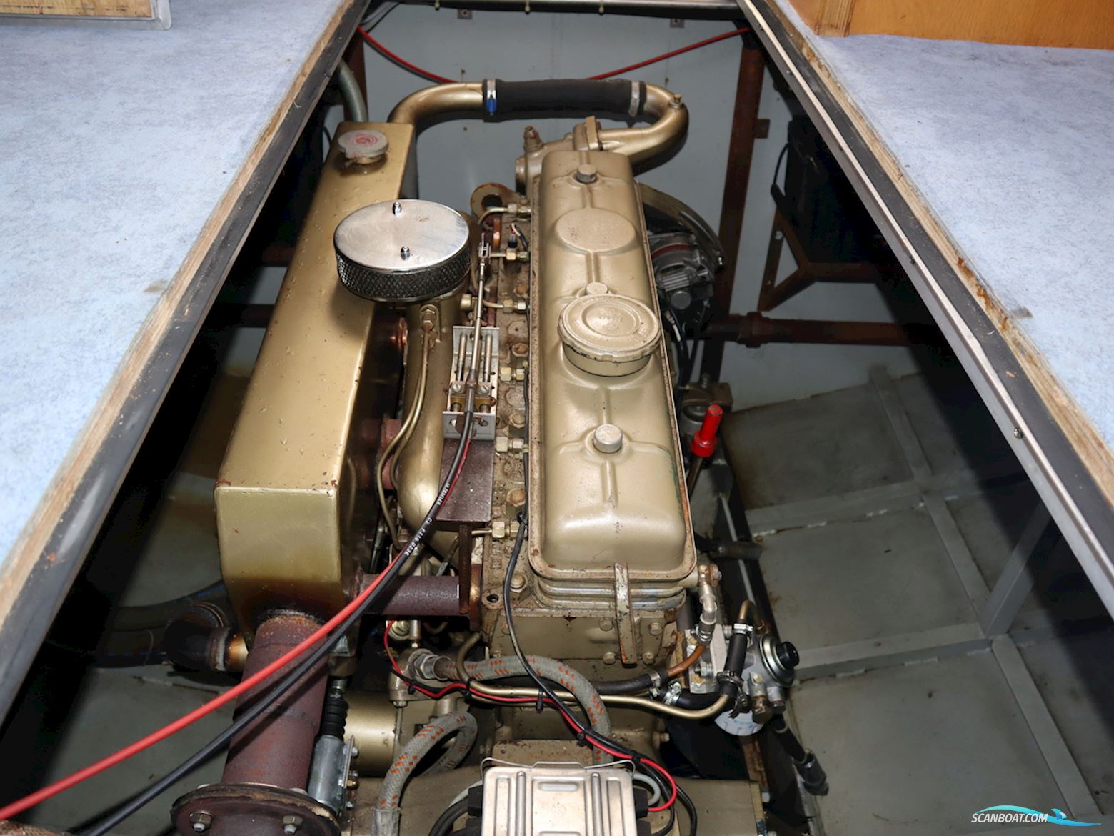 Blauwe Kruisvaarder 12.5