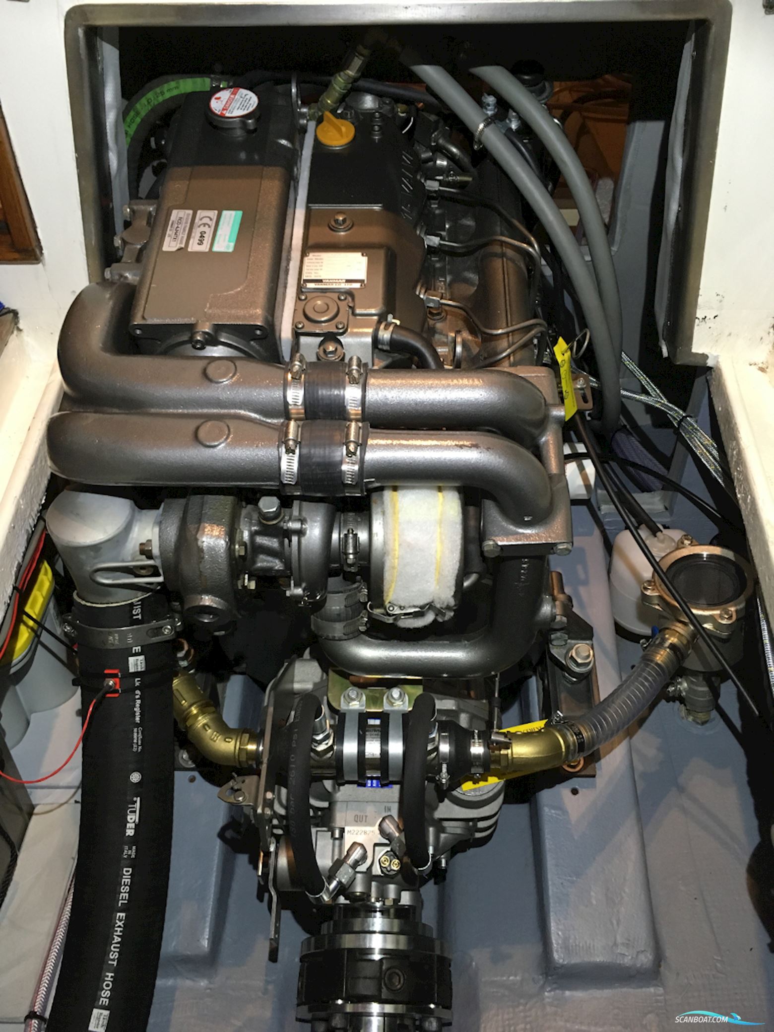 Beluga 30