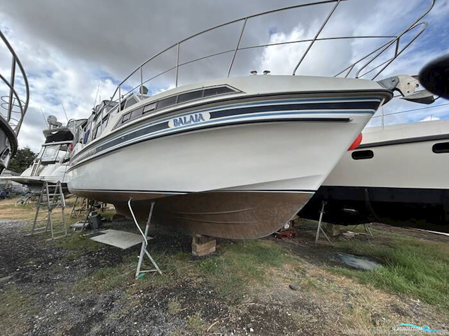 Broom Crown 37