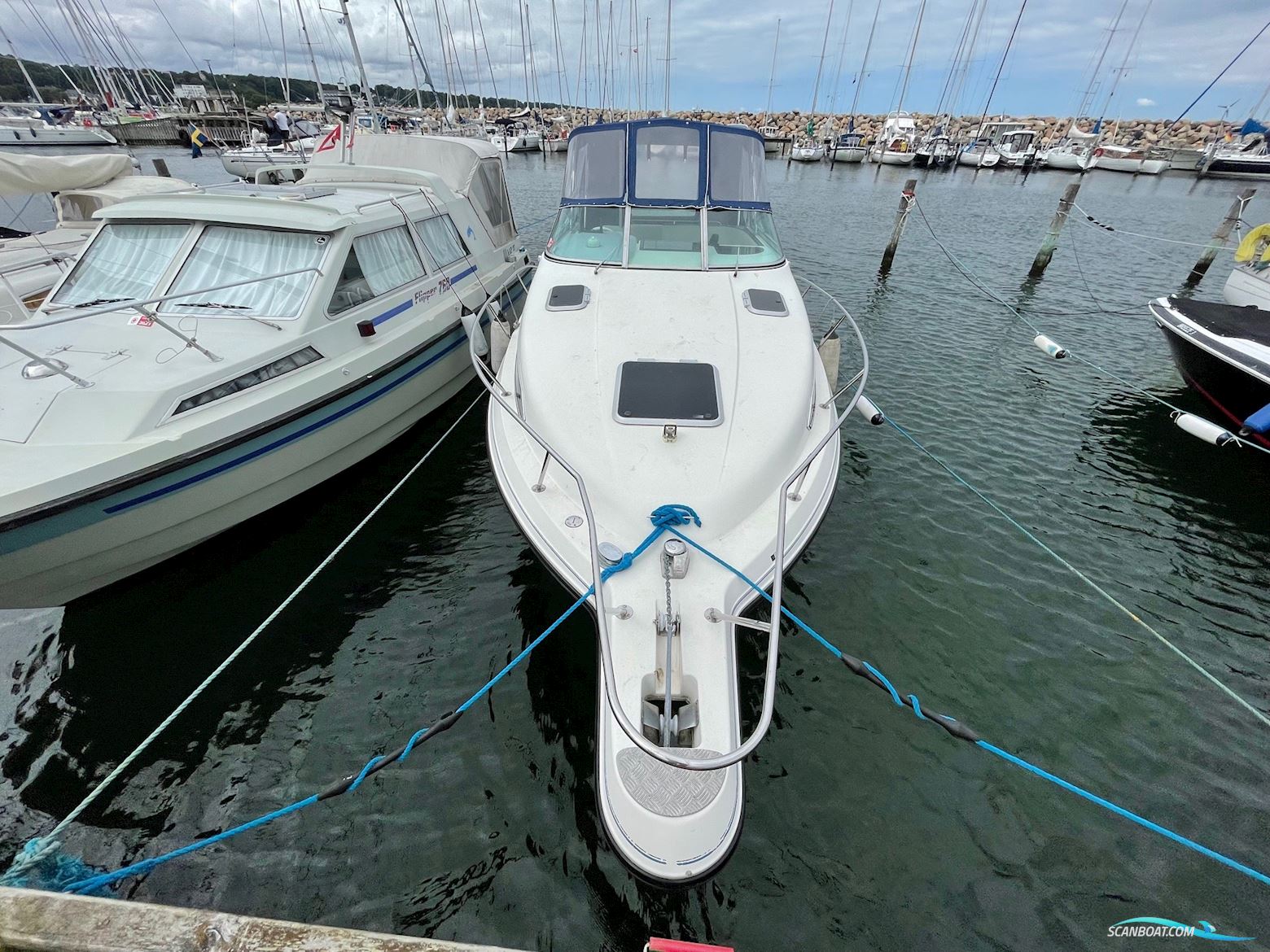 Campion 245 Victoria