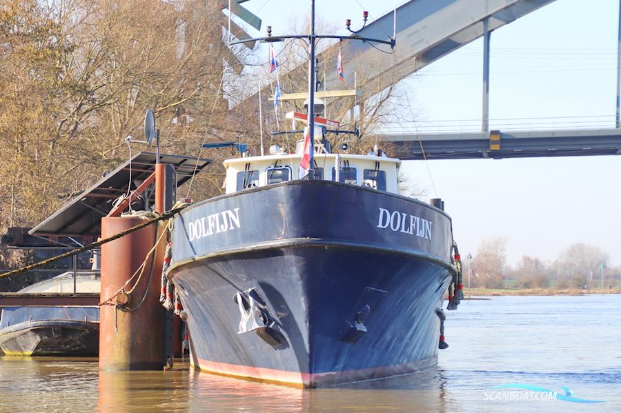 Dolfijn 