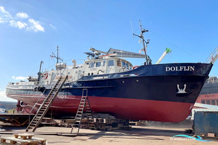 Dolfijn