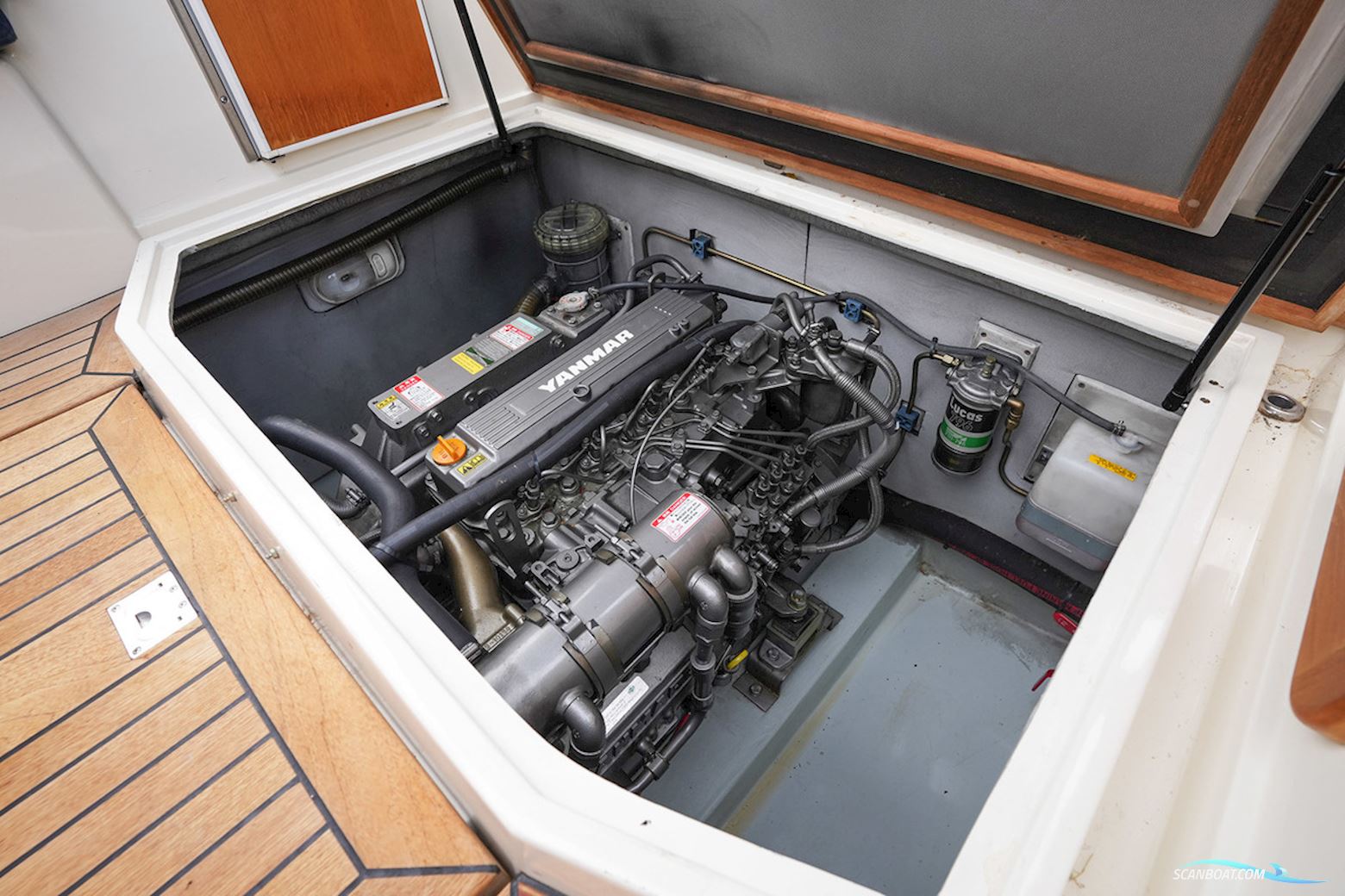 Makma 31 Caribbean