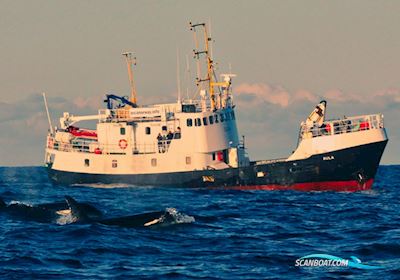 North Sea Trawler Motorboot 1967, mit Callesen motor, Norwegen
