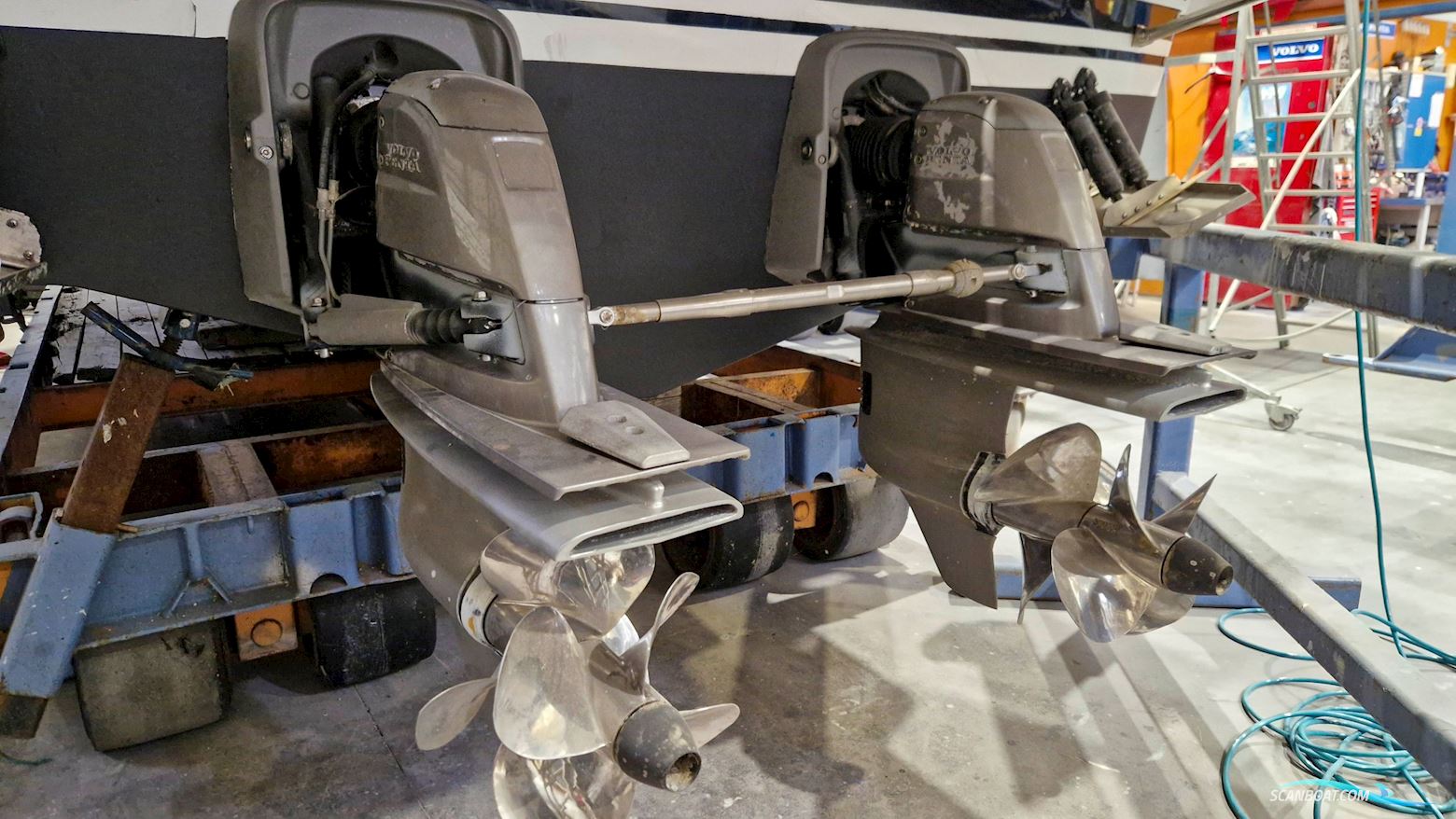 Sargo 31