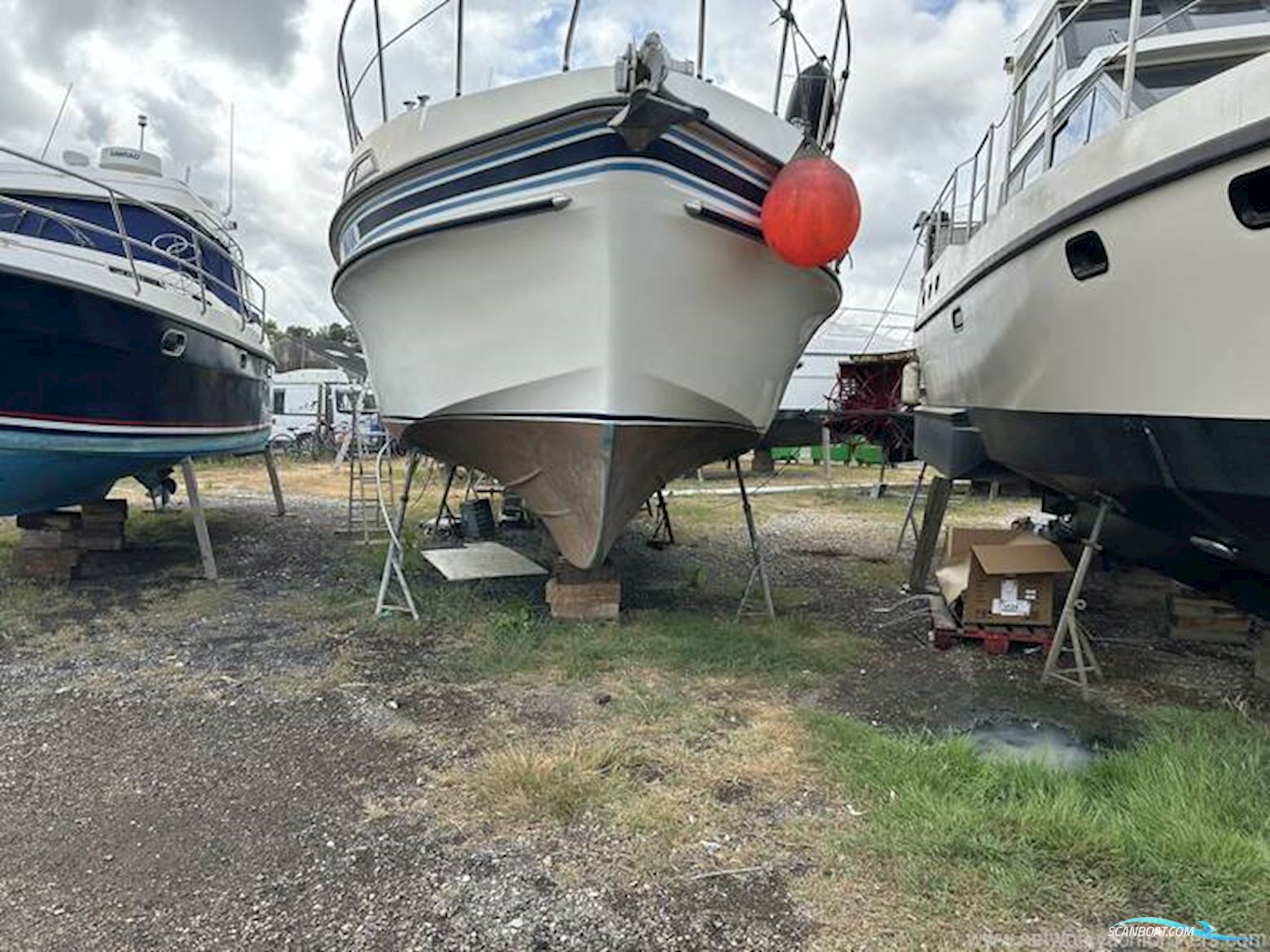 Broom Crown 37