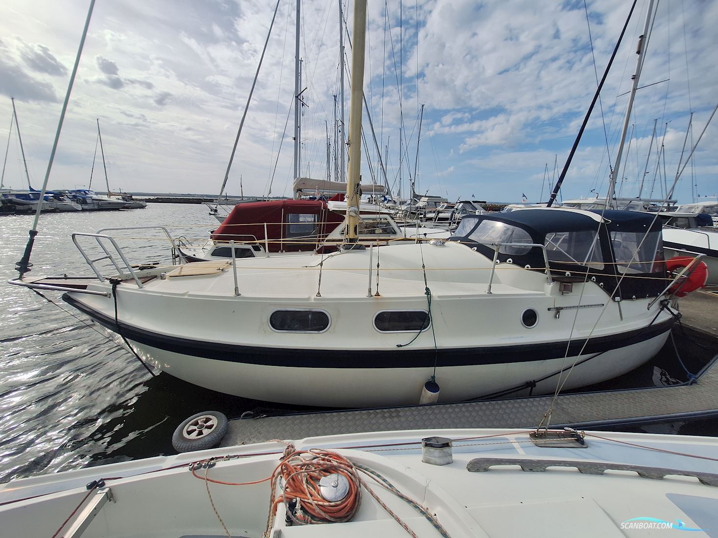 Medusa 25