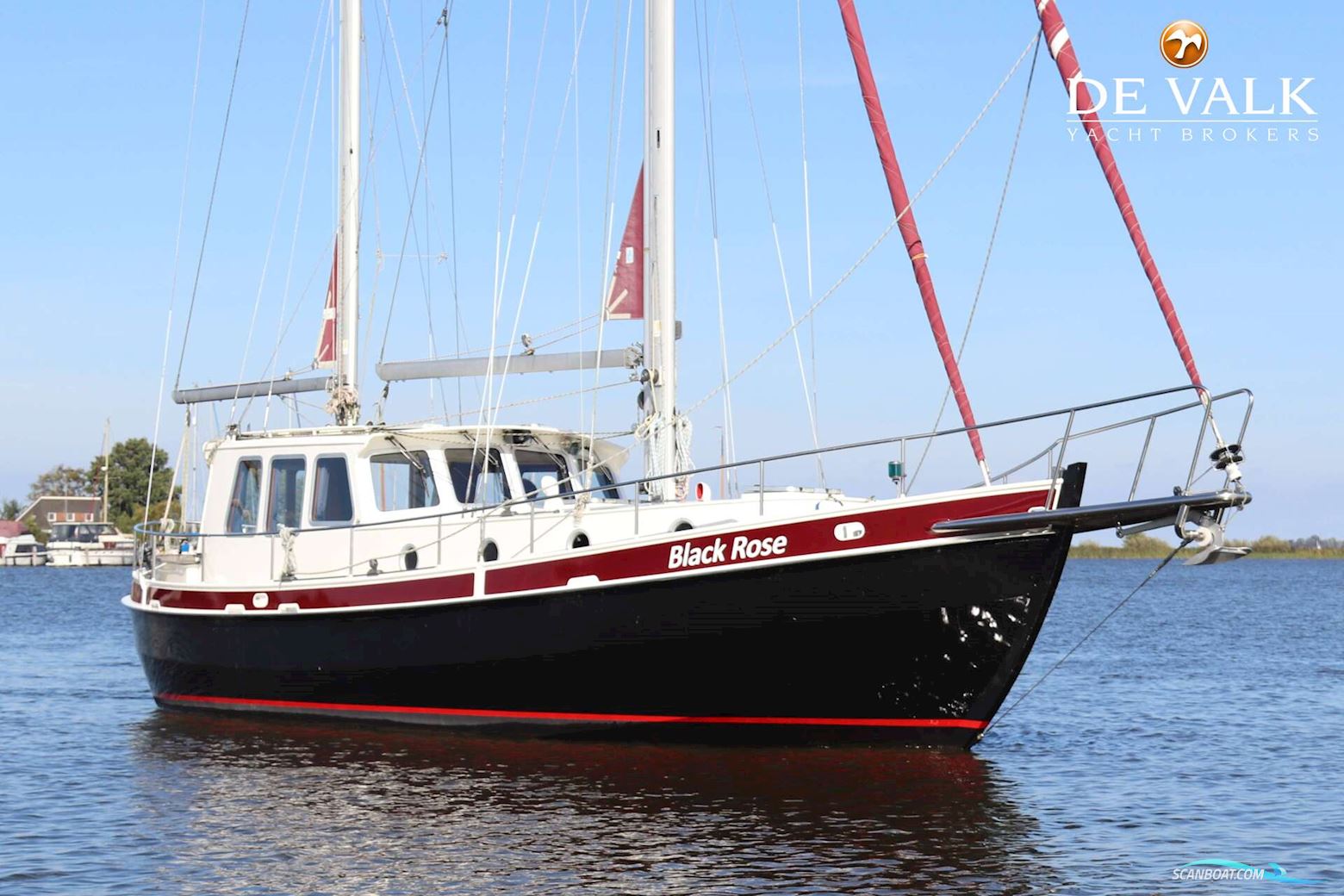 Danish Rose 37
