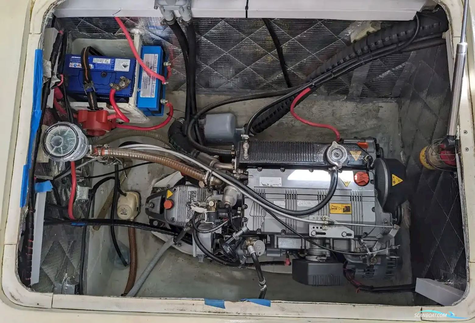 African Cats Fast Cat 435