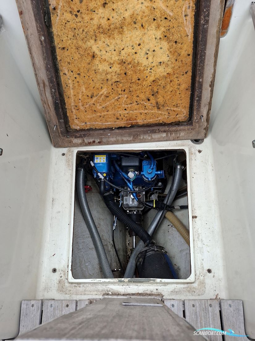 Great Dane 28
