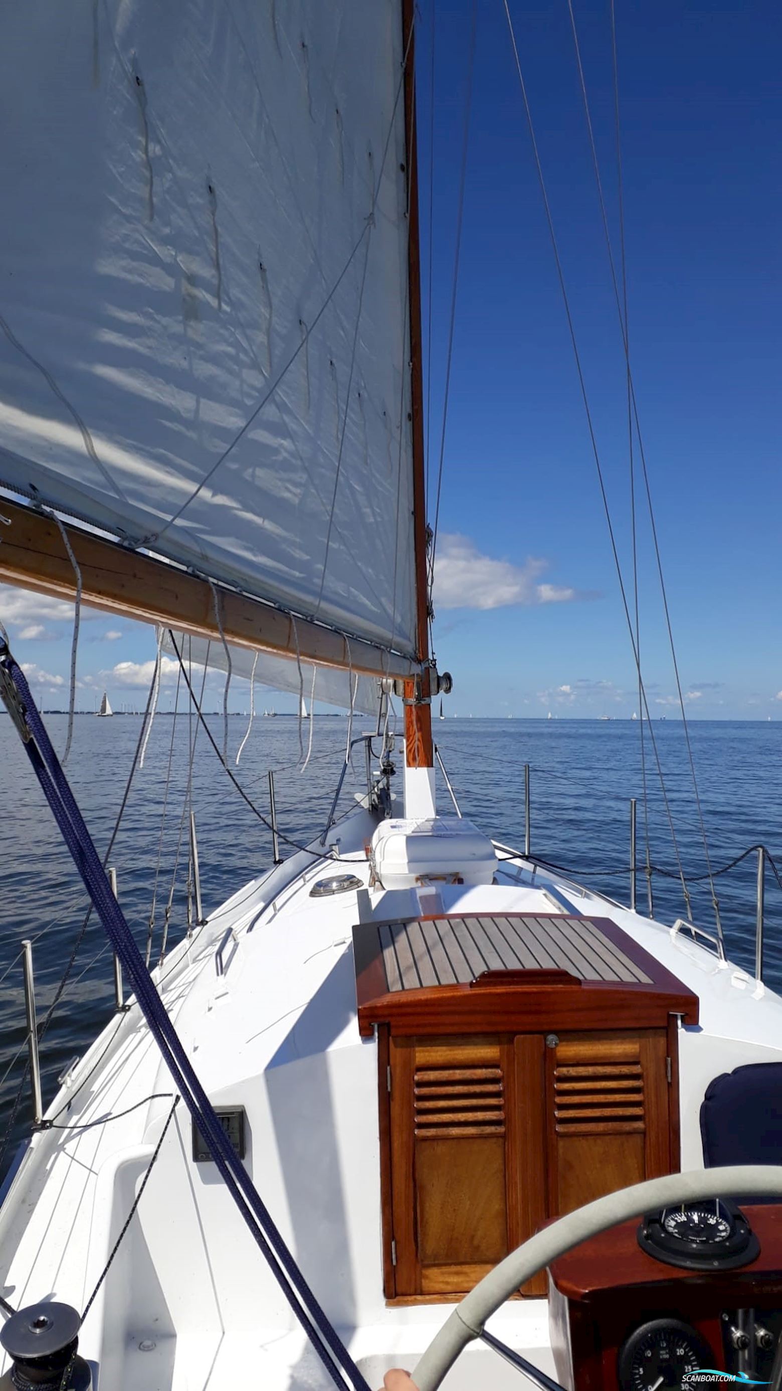 Moerman 29