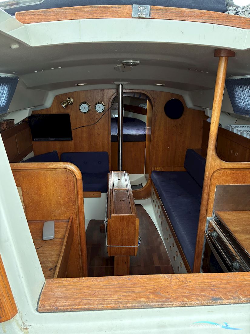Scampi 30