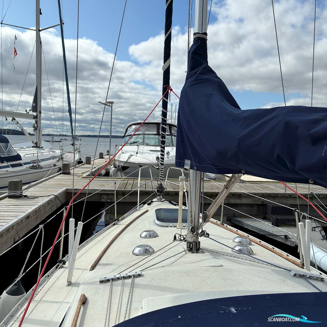 Scampi 30