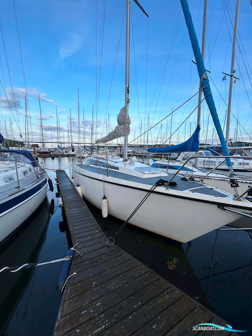 Sunwind 31