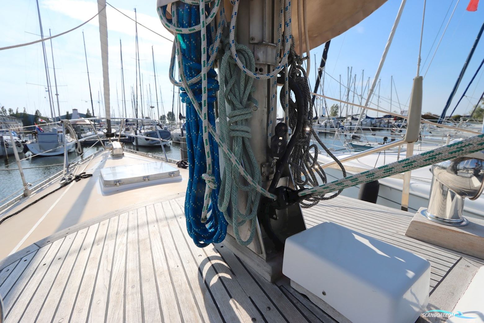 Trintella  38
