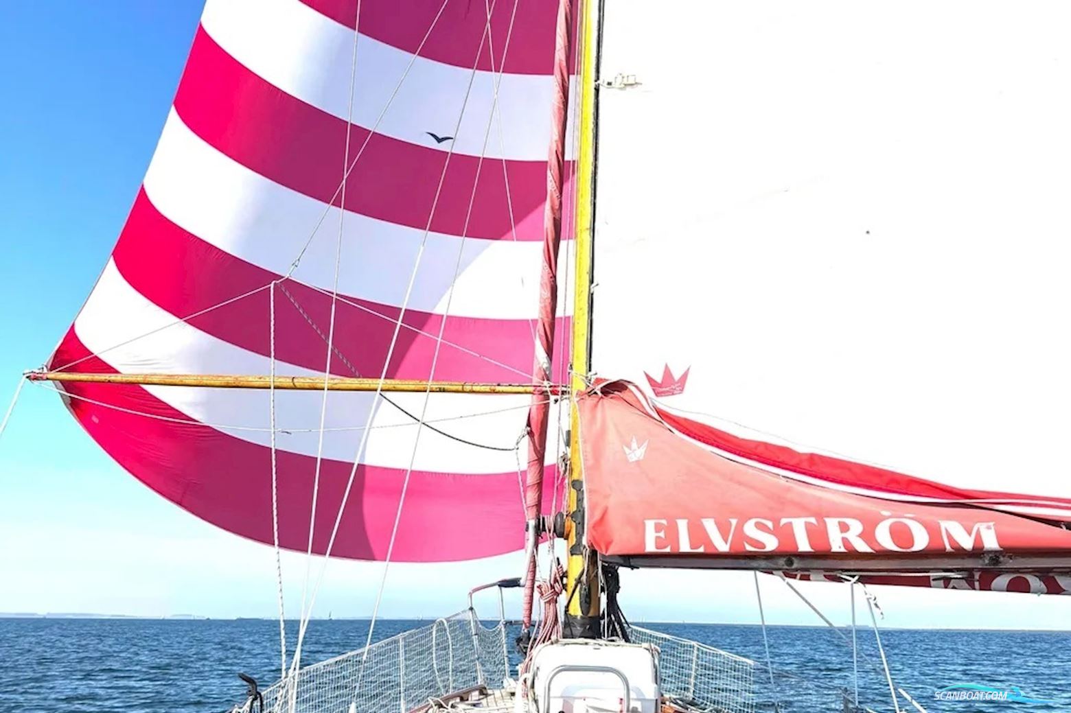 Blauwvoet Custom Steel 10 Meter