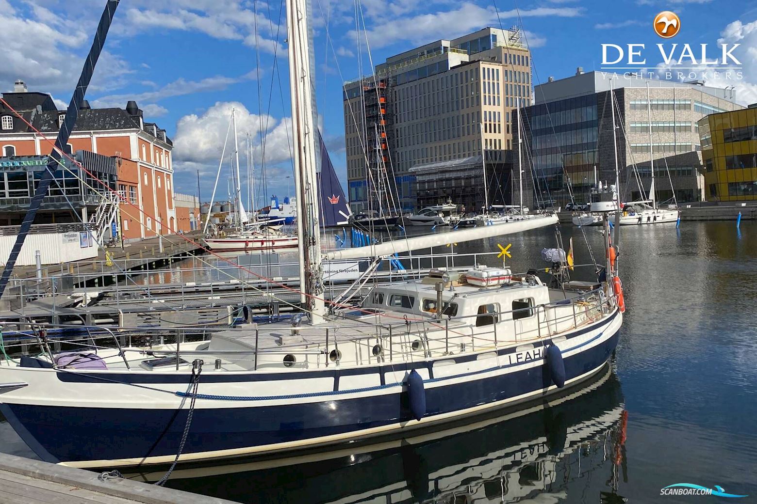 Danish Rose 42