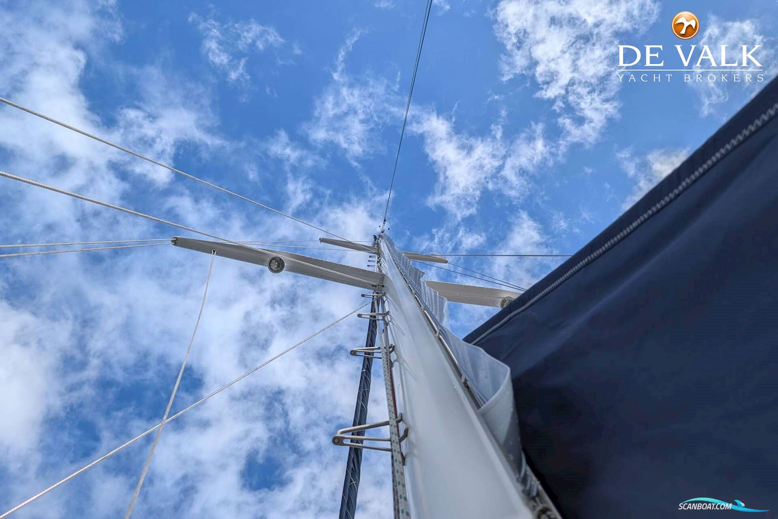 Danish Rose 42