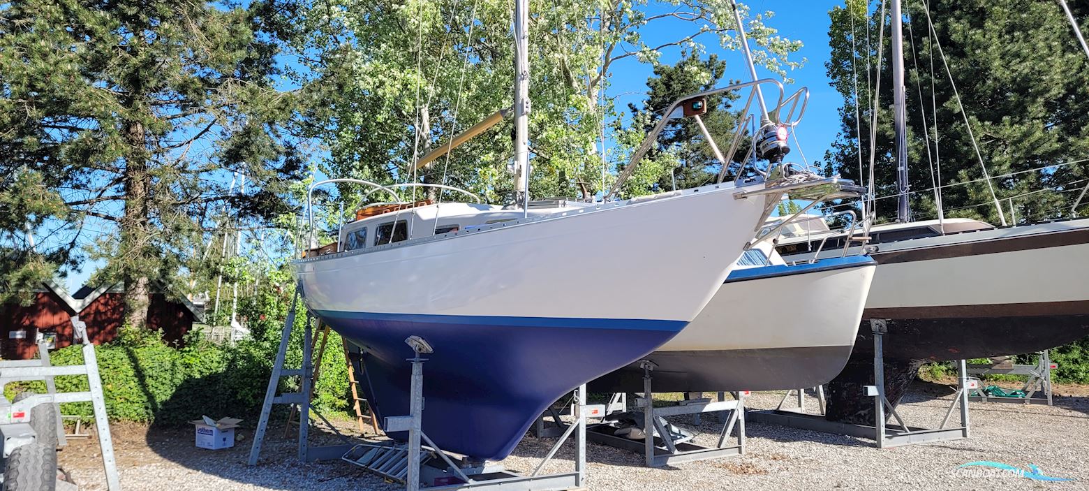 Great Dane 28