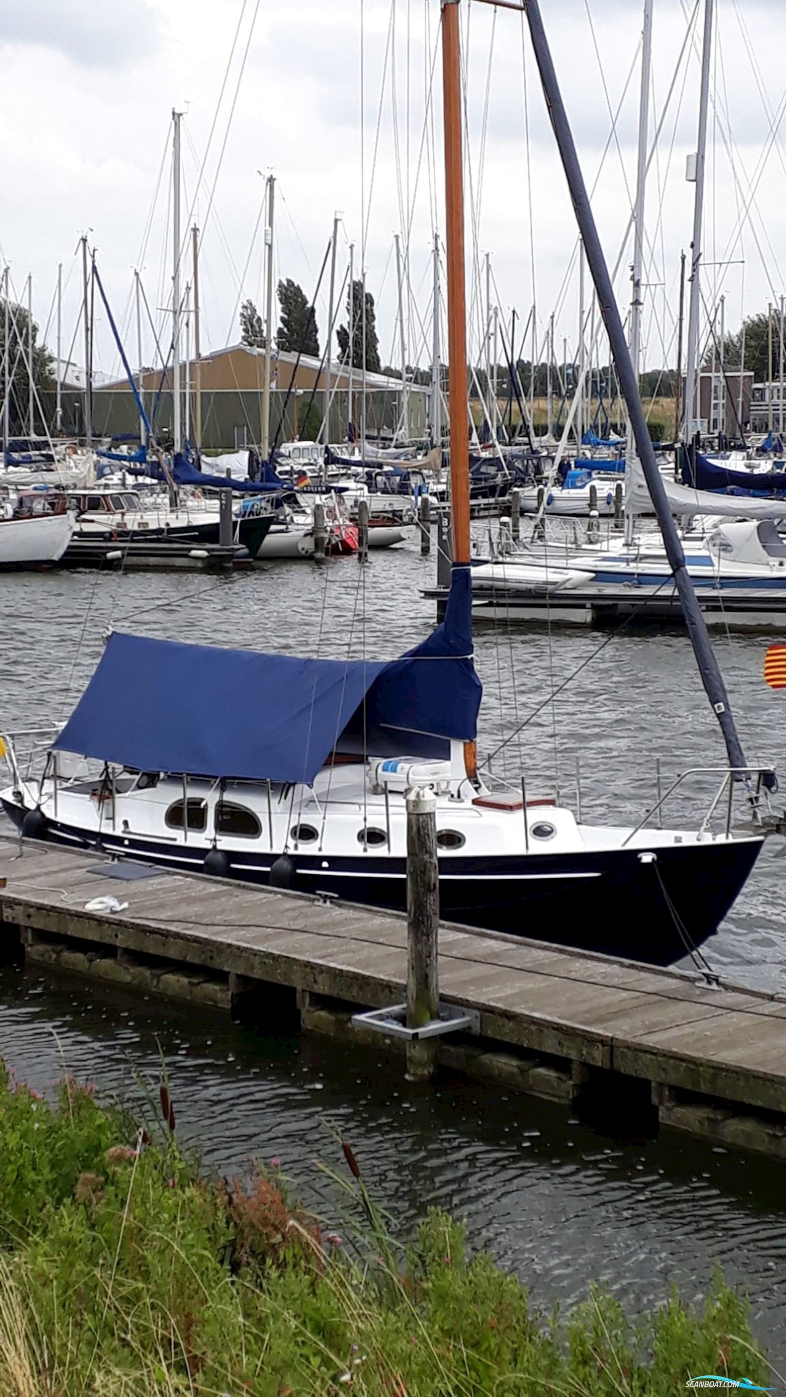 Moerman 29