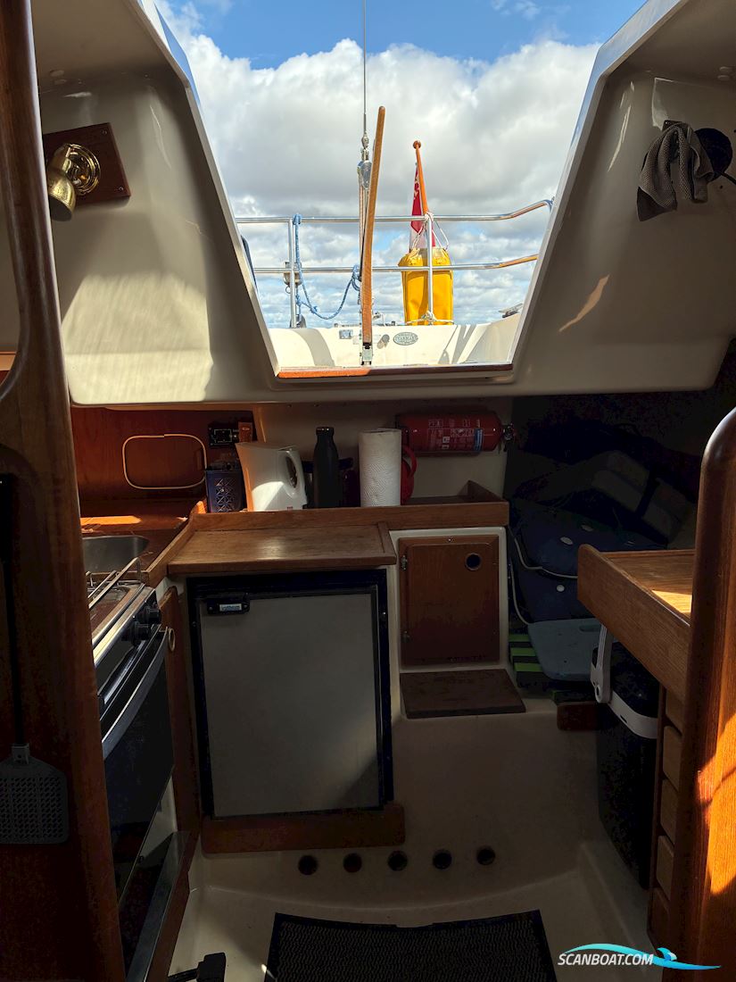 Scampi 30