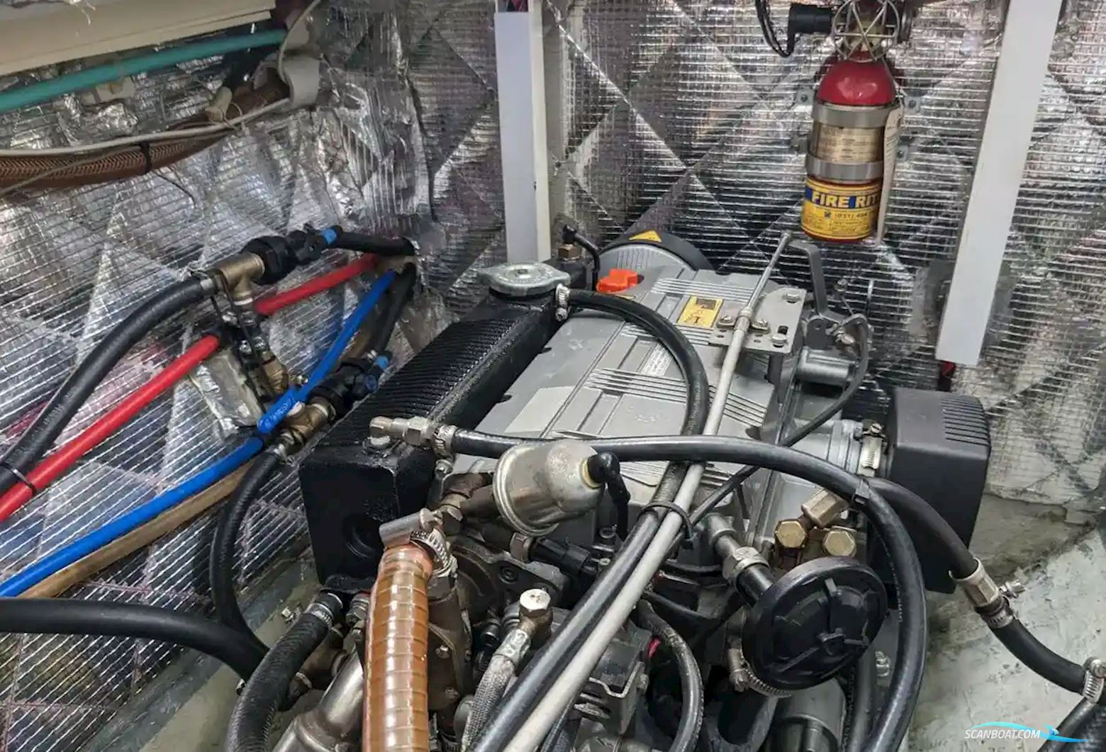 African Cats Fast Cat 435