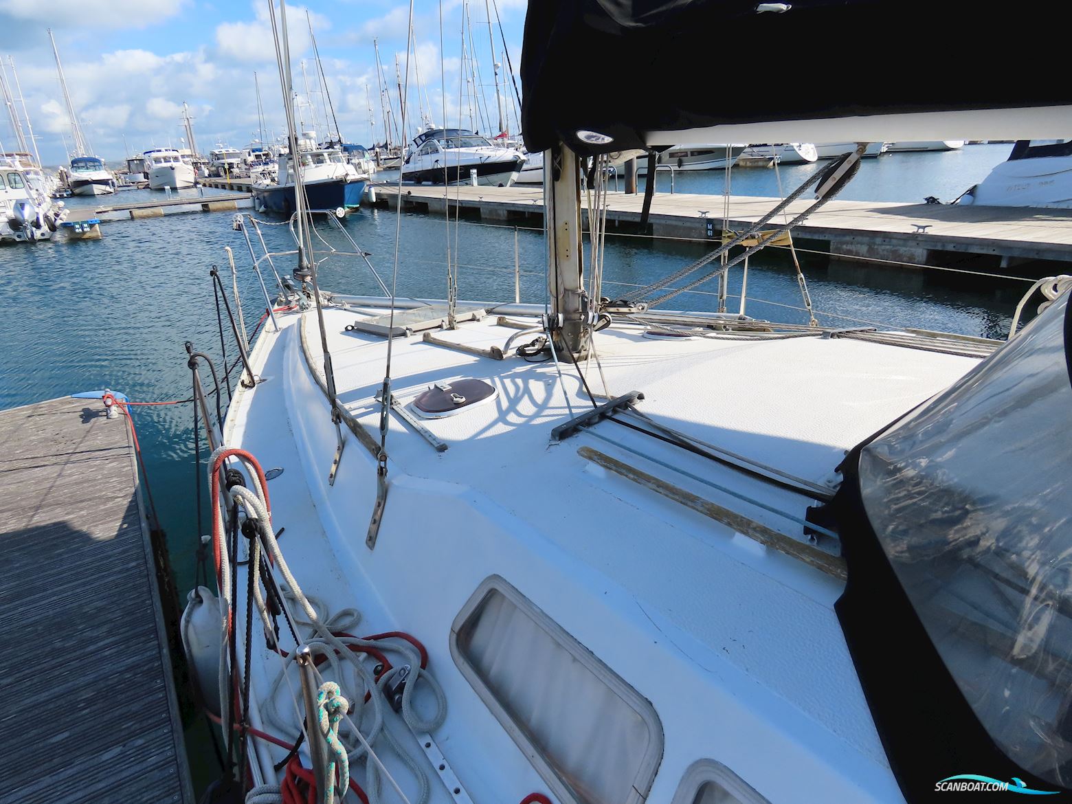 Albin Scampi 30