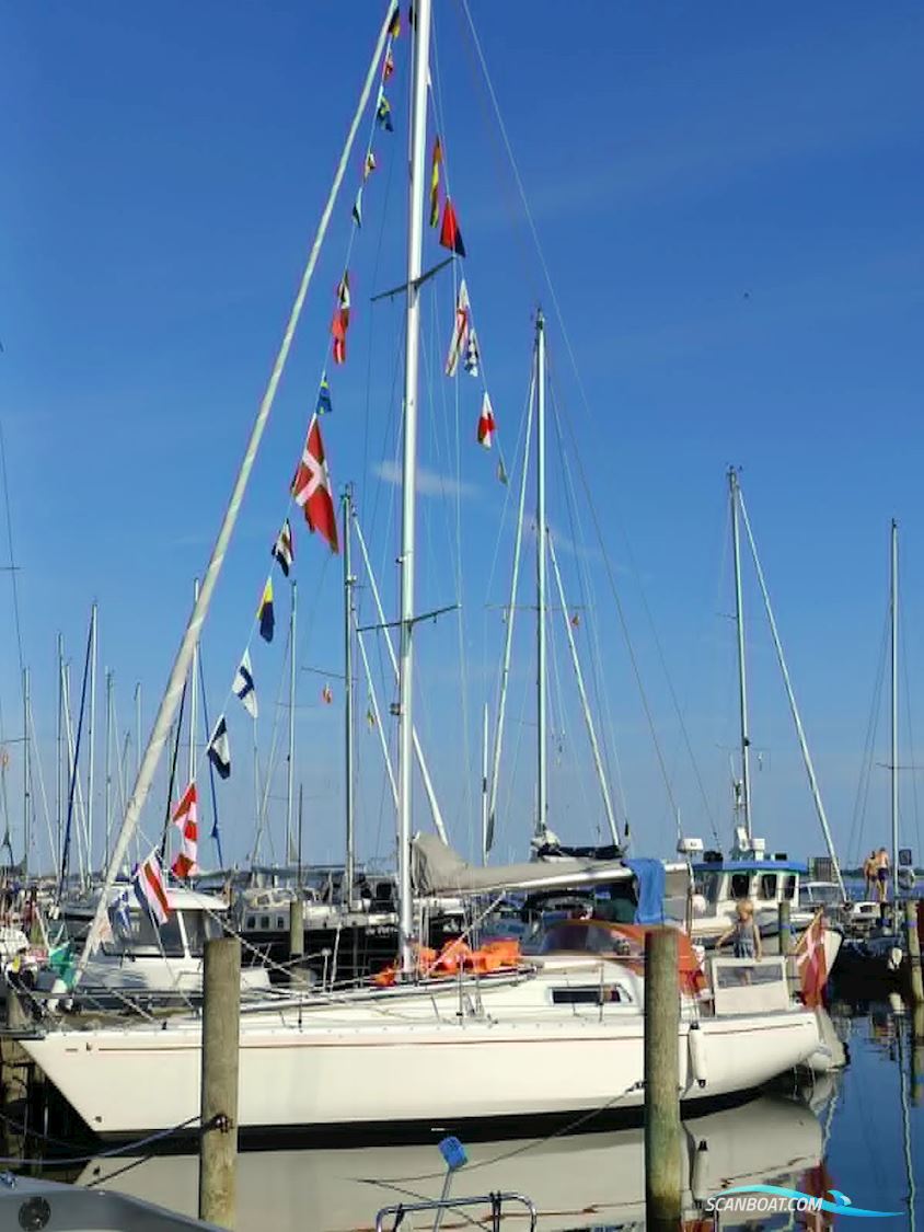 Albin Scampi