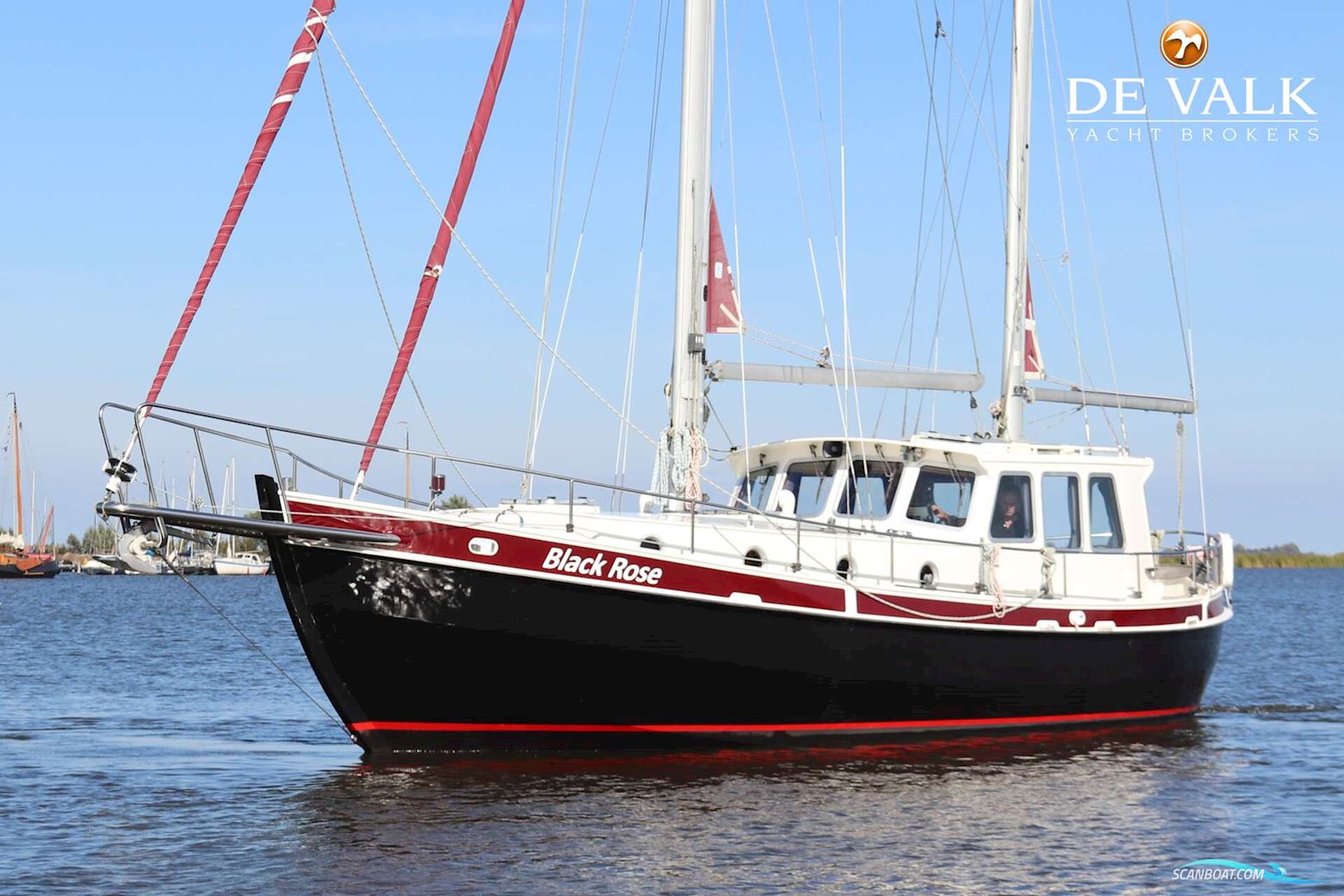Danish Rose 37