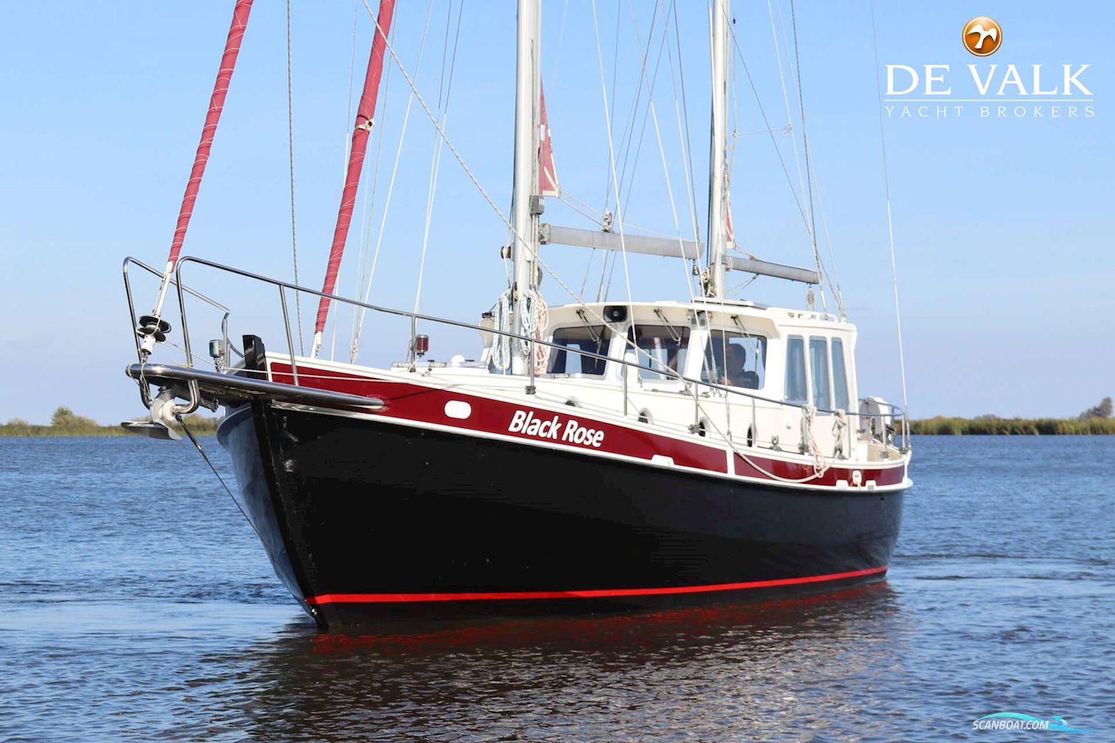 Danish Rose 37