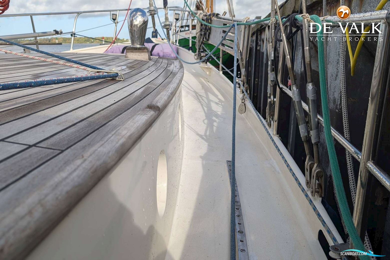 Danish Rose 42