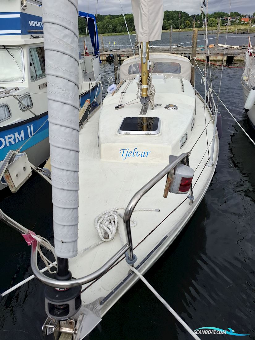 Great Dane 28