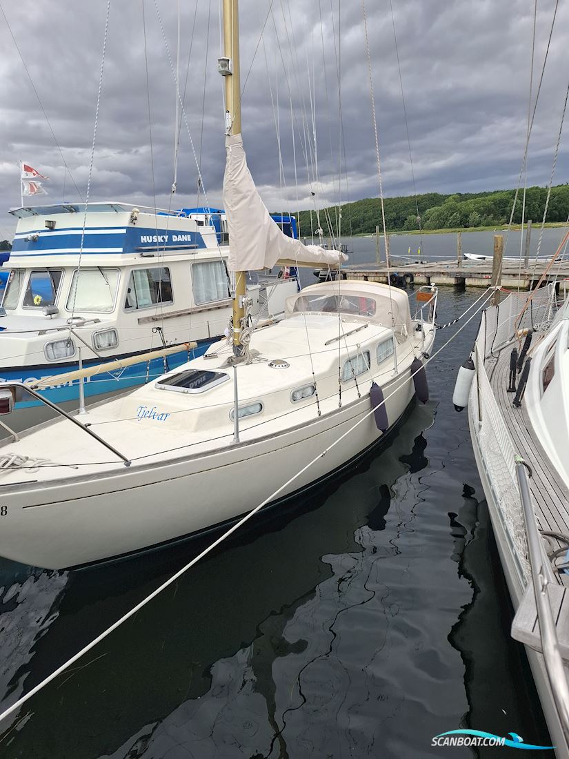 Great Dane 28
