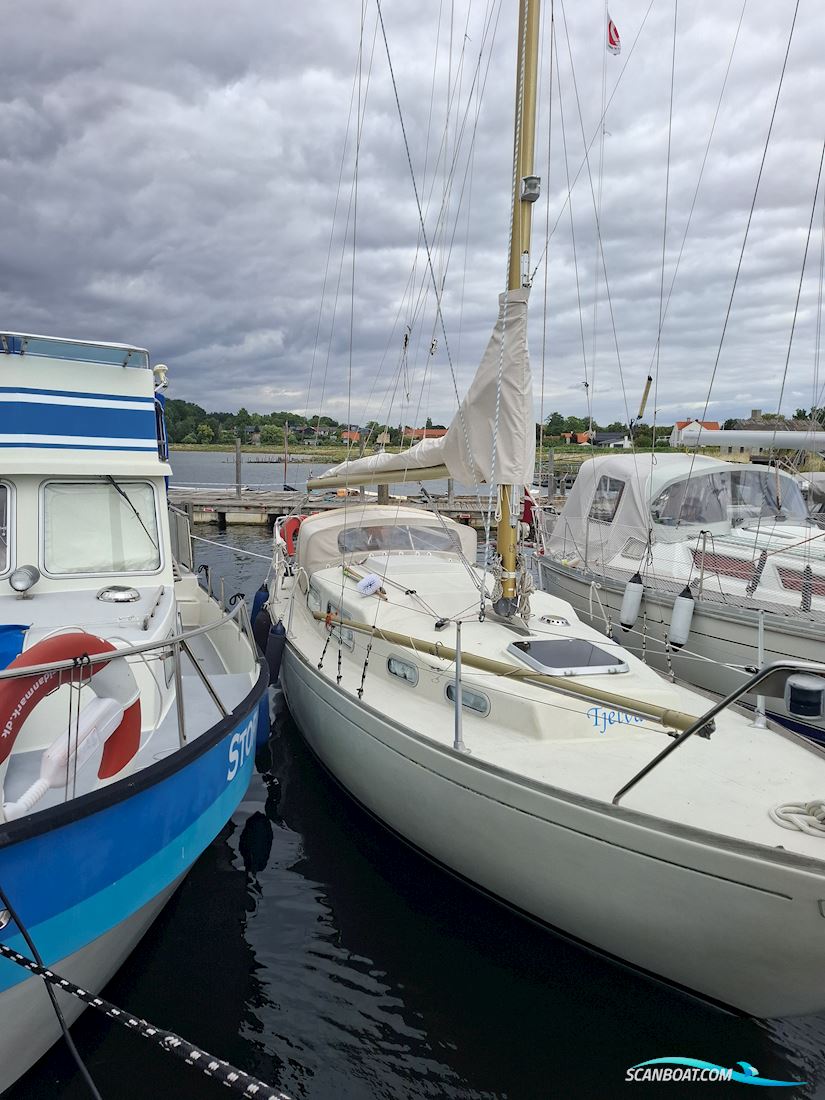Great Dane 28