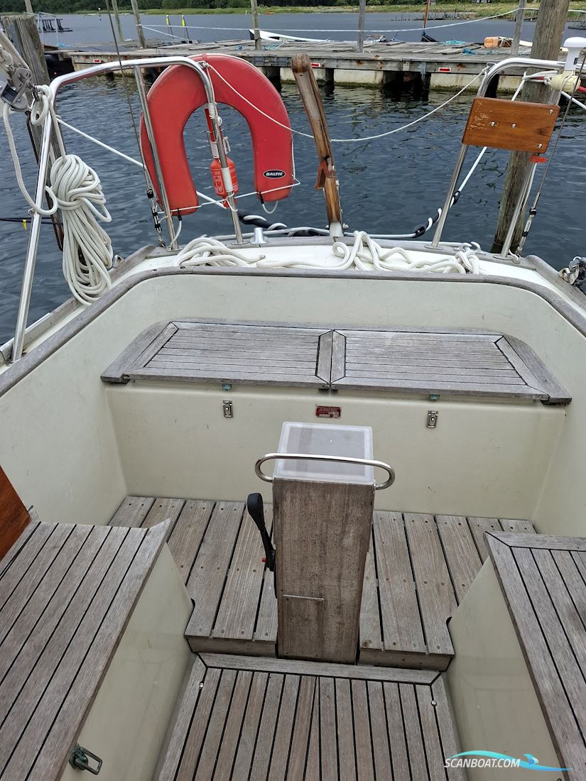 Great Dane 28