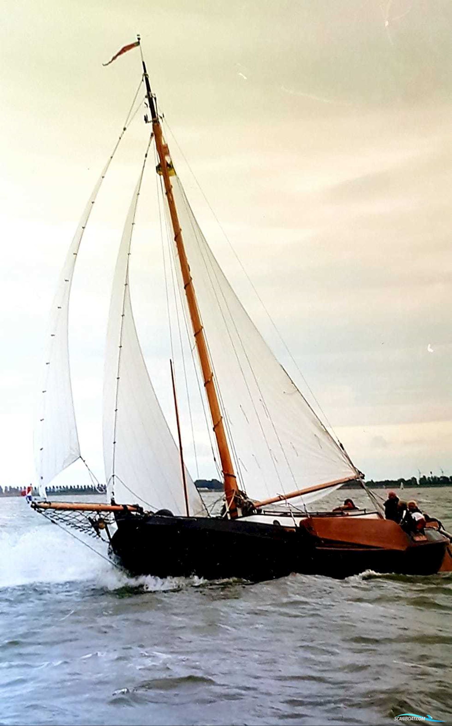 Lemsteraak Walrus - Roefuitvoering