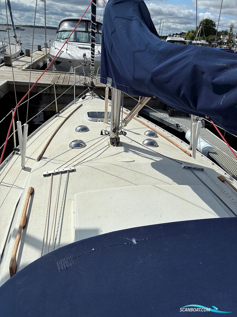 Scampi 30