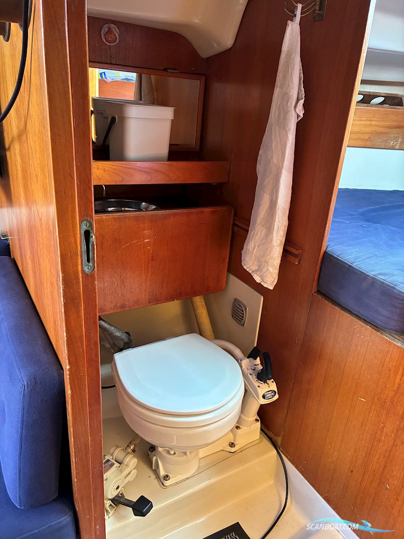 Scampi 30