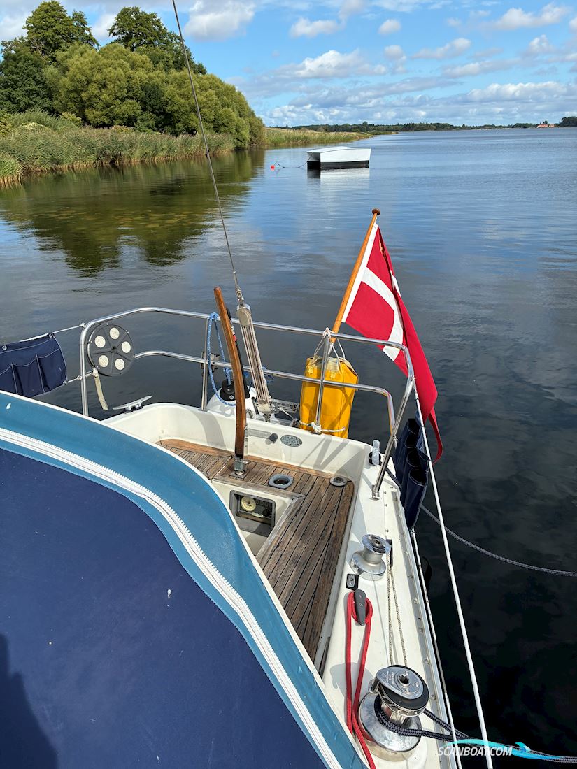 Scampi 30