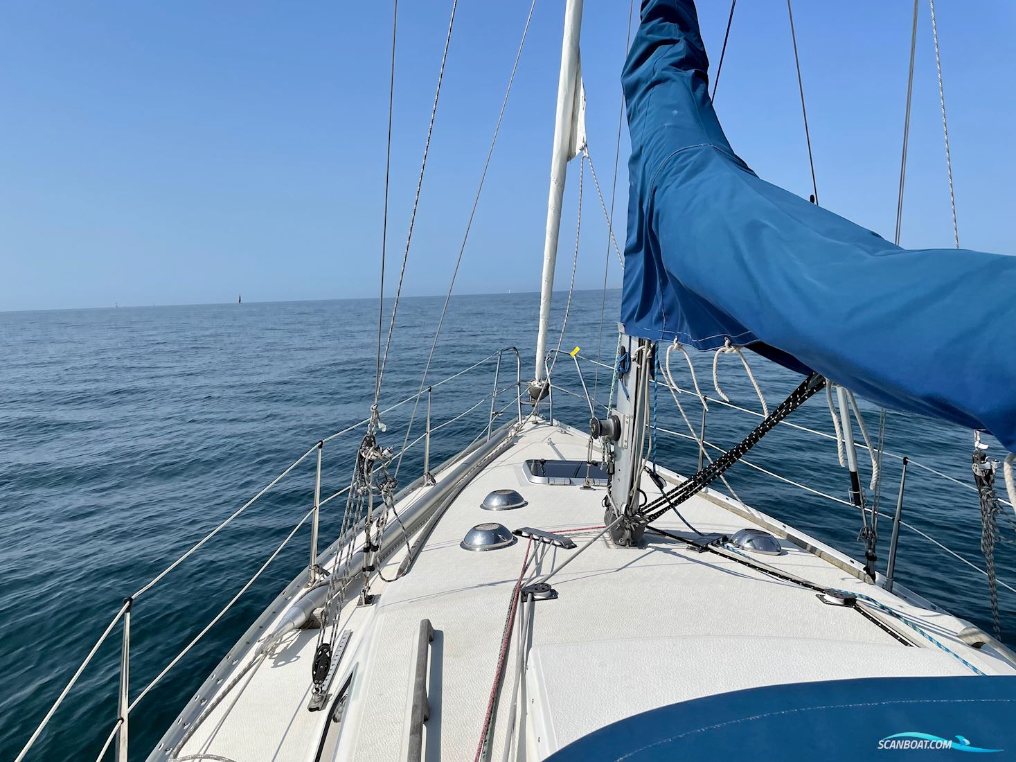 Scampi 30