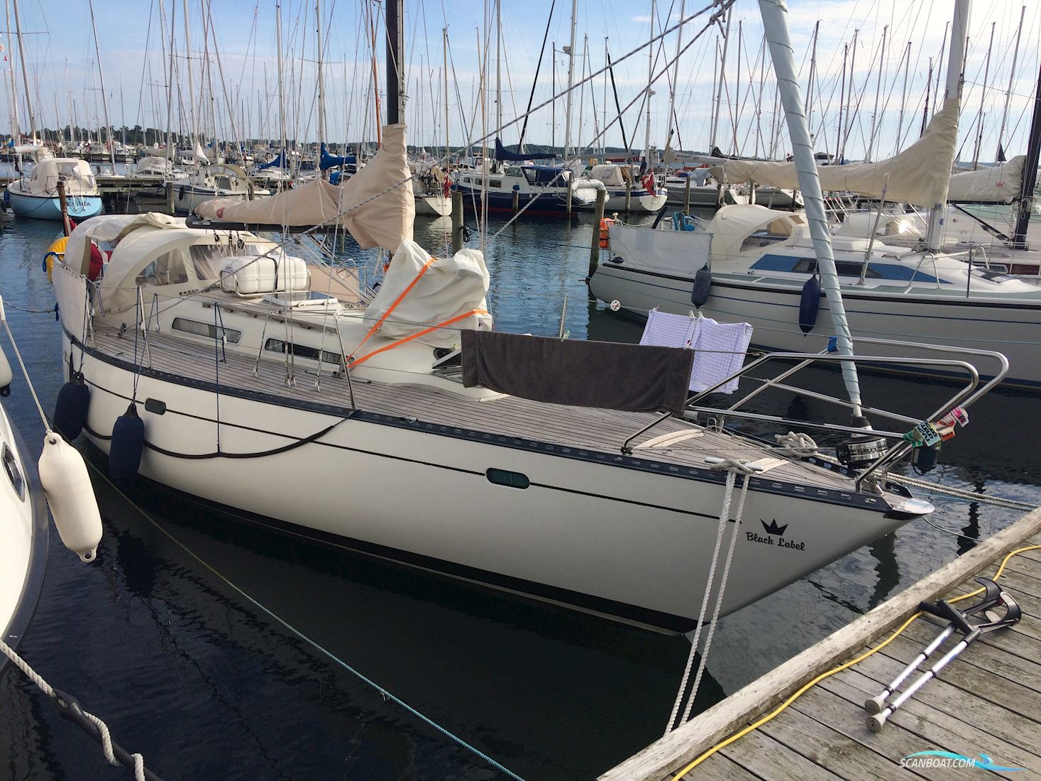 Blue Dane 32